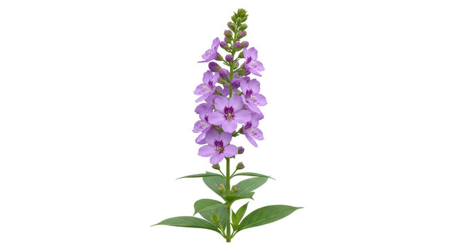 Isolated beardtongue flower, Penstemon strictus, in full bloom with leaves for a plant study
