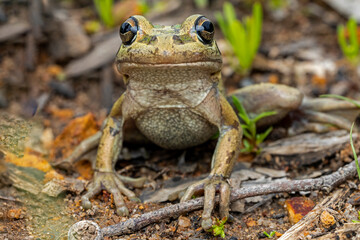 Close up of a Motorbike frog from Western Australia