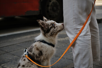 Red merle Border Collie puppy looks up at owner on street, orange leash visible, showing loyalty and trust.