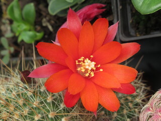 Zbliżenie na czerwone kwiaty kaktusa © Kumulugma