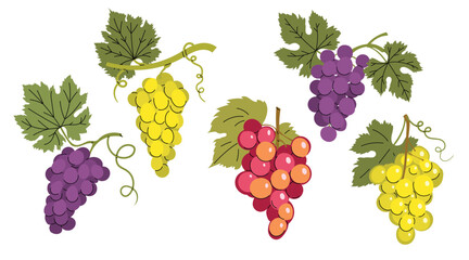 Simple colorful grapes with green leaves set. Flat modern minimalistic design collection. Best for Wine menu, farm markets etc. Vector illustrations isolated on white background.