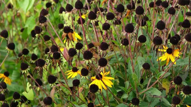 Ende von der Bl&uuml;tenzeit von gelben Sonnenhut Pflanzen bei Herbstbeginn, verwelkende Blumen Bl&uuml;ten im Herbst
