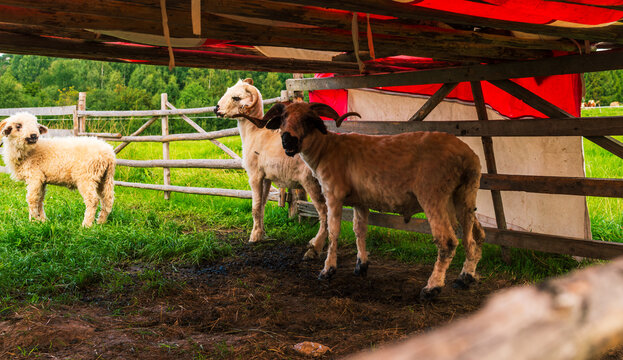 Group of sheep, some freshly sheared, stand under a rustic wooden shelter on a farm. Their horns and wool emphasize traditional livestock farming, countryside atmosphere, and natural rural lifestyle. - Powered by Adobe