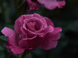 雨の降る6月に咲いた美しく赤いバラの花「ショッキング･ブルー」