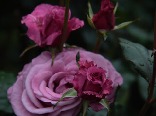 雨の降る6月に咲いた美しく赤いバラの花「ショッキング･ブルー」