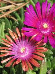 Zbliżenie na kwiaty rośliny z gatunku delosperma © Kumulugma