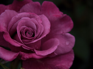 雨の降る6月に咲いた美しく赤いバラの花「ショッキング･ブルー」