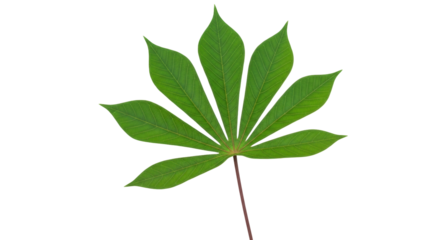 Isolated Cassava Leaf on Plain Backdrop, Tropical Manioc Plant, Palmate Leaf Veins, Green Foliage