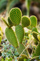 Close up of cactus plant with green pads and yellow spines