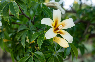 Close up of beautiful light yellow tropical flowers on a large tree. Space for text next to it,  bottle tree blooming