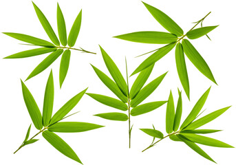 Fototapeta premium Bamboo leaves collection with transparent background green asian plant foliage