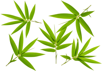 Bamboo leaves collection with transparent background green asian plant foliage