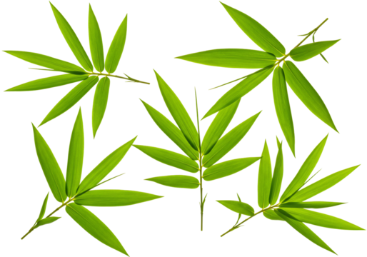 Bamboo leaves collection with transparent background green asian plant foliage - Powered by Adobe