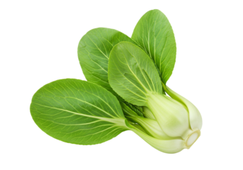 Bok choy vegetable isolated on transparent background