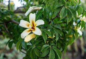 The stunning beauty of yellow and white flowers in a garden. Space for text next to it,  bottle tree blooming
