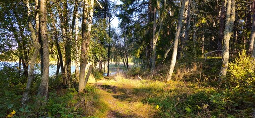 tree, forest, nature, bark, wood, green, trunk, plant, birch, moss, trees, park, outdoors, pine,...