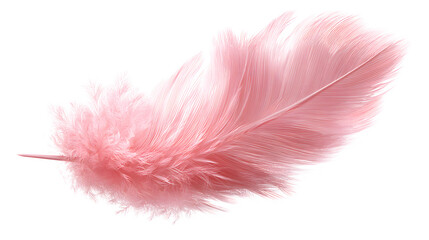 Pink Feather, isolated on transparent background