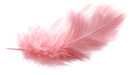 Pink Feather, isolated on transparent background
