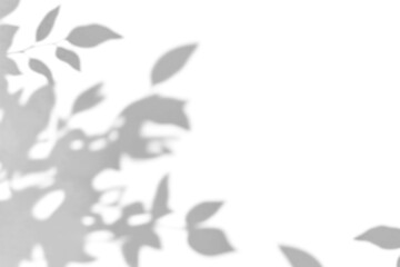 shadow overlay effects of realistic abstract natural tree leaves shadow on wall background,Summer sunlight dappled shadow overlay,abstract shadow background with leaves,branch with leaves shadow