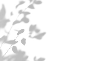 shadow overlay effects of realistic abstract natural tree leaves shadow on wall background,Summer sunlight dappled shadow overlay,abstract shadow background with leaves,branch with leaves shadow