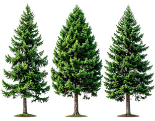Three evergreen trees, full,  standing tall against black