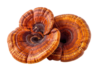 Two stacked, vibrant orange-brown medicinal mushrooms with intricate, concentric, striated patterns