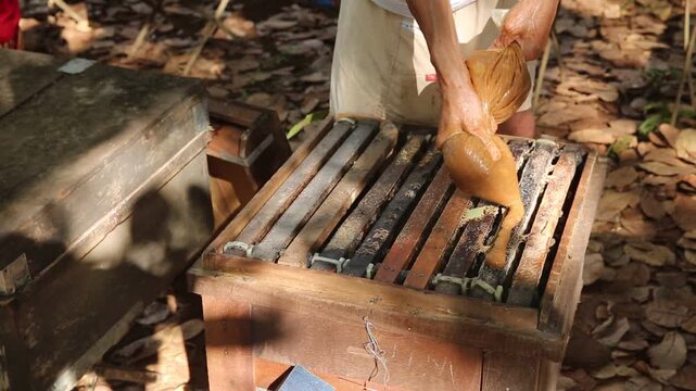 Countryside, beekeeping and farm worker hands with bee and honey farming for agriculture. Sustainability, bees wax harvest and employee in a safety suit outdoor in nature with insect farmer