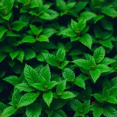Lush Green Foliage: A vibrant image featuring a dense arrangement of vivid green leaves, showcasing the intricate details and textures of the natural world.