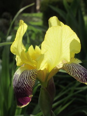 Zbliżenie na żółte kwiaty irysa © Kumulugma