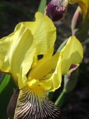 Zbliżenie na żółte kwiaty irysa © Kumulugma