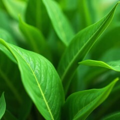 Emerald Canopy: A close-up of vibrant green leaves, the delicate veins and textures create a sense of natural beauty and freshness.
