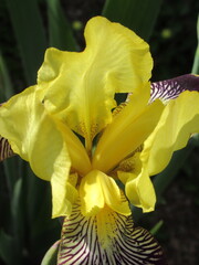 Zbliżenie na żółte kwiaty irysa © Kumulugma