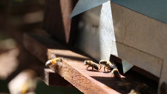 Countryside, beekeeping and farm worker hands with bee and honey farming for agriculture. Sustainability, bees wax harvest and employee in a safety suit outdoor in nature with insect farmer