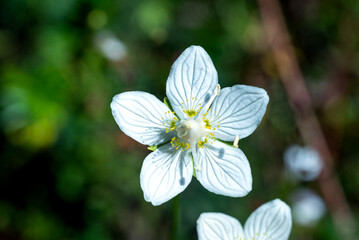 Parnassia Palustris