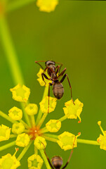 Ant on Yellow Flowers