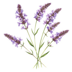 Naklejka premium Watercolor depiction of vibrant purple lavender flowers with green stems isolated on white background