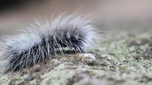 Macro wildlife close up of fuzzy, hairy white caterpillar crawling in nature curious insect bug and delicate larva revealing incredible intricate detail