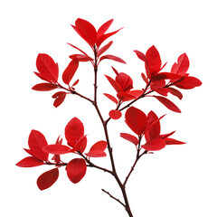 (AI) Vibrant red sprig a closeup of autumnal foliage on transparent background