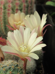 Zbliżenie na kremowe kwiaty kaktusa © Kumulugma