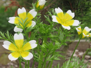 Zbliżenie na kwiat rośliny z gatunku Limnanthes douglasii © Kumulugma