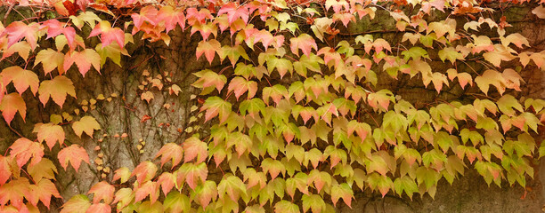 Autumn colors bright pink, yellow, green leaves of maiden grapes on wall in fall. Bright colors of autumn. Parthenocissus tricuspidata or Boston ivy changing color in Autumn. Nature pattern