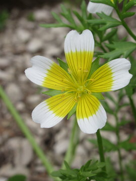 Zbliżenie na kwiat rośliny z gatunku Limnanthes douglasii