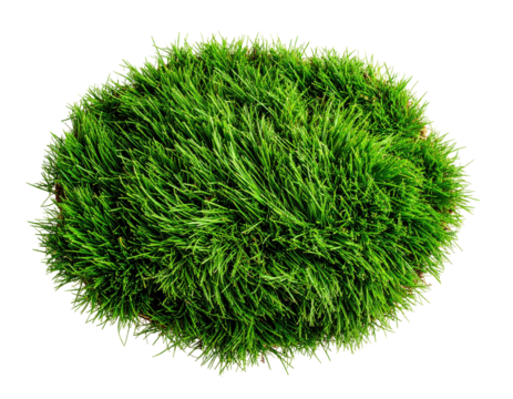 Close-up of a circular patch of vibrant green grass