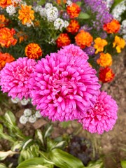close-up of a bright pink aster
