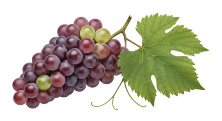 Isolated bunch of red globe grapes with one grape leaf, healthy snack or ingredient