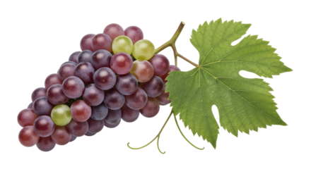 Isolated bunch of red globe grapes with one grape leaf, healthy snack or ingredient