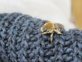 Fototapeta premium Zbliżenie na pszczołę która przysiadła na kawałku materiału