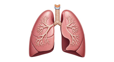 Isolated Human Lungs and Trachea Illustration, Anatomical Respiratory System Design
