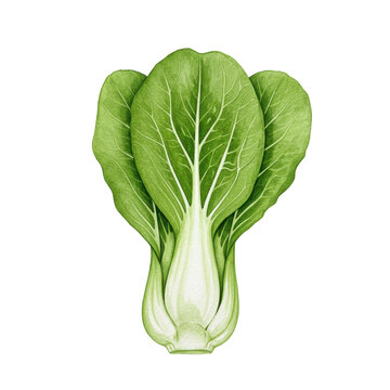 Watercolor illustration of a fresh bok choy with detailed veins and pale stalks isolated on white background