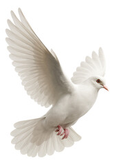 Fototapeta premium White dove in flight.